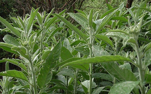 中藥艾納香根的圖片形態(tài)及其功效與作用！